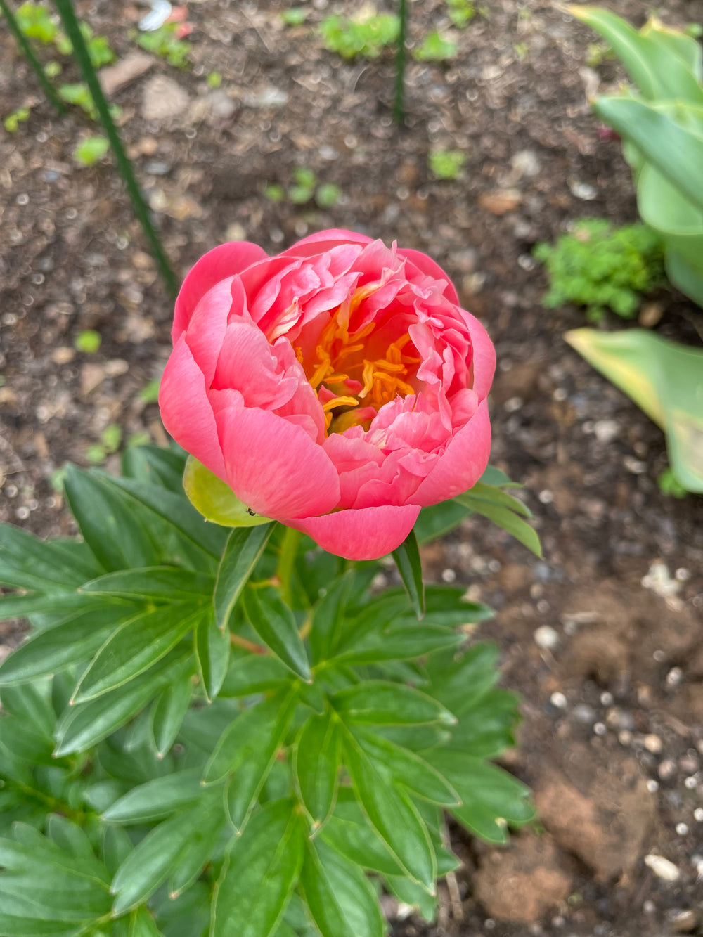 Peony Bare Root Coral Supreme