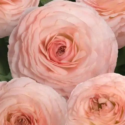 Romance Ranunculus Maritime Blush