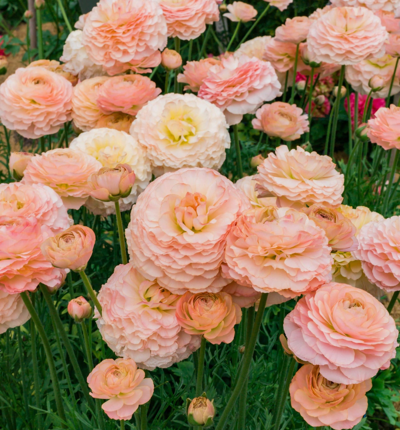 Ranunculus Romance Plage