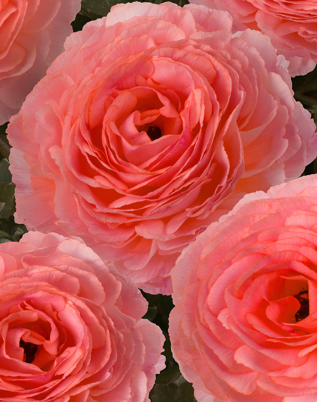 Nohant Romance Ranunculus