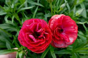 Butterfly Ranunculus Musa Blooms