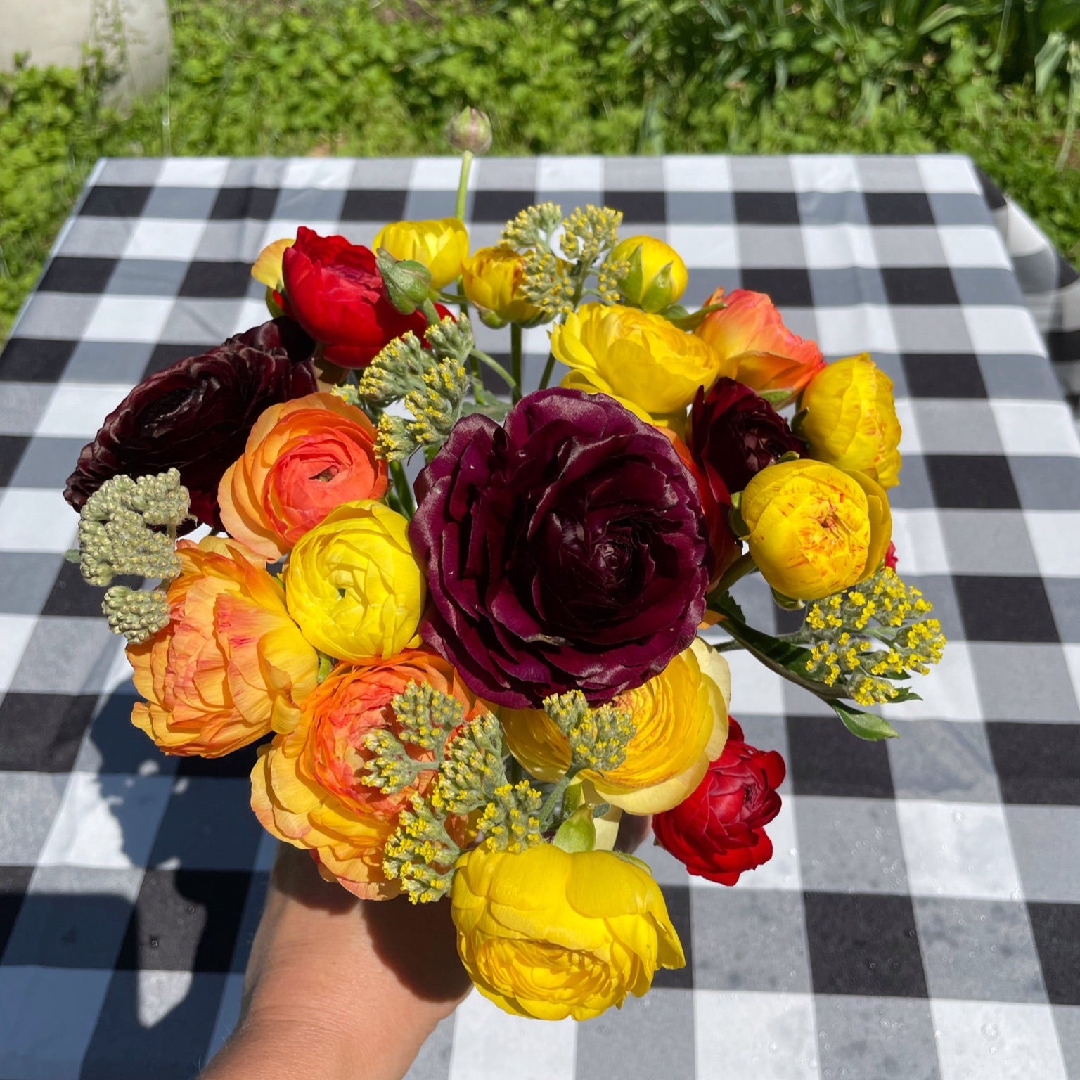 Half-Clone Ranunculus Corms - Pack of 5 – The Happy Hour Flowers