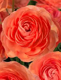 Ranunculus Romance Paradou