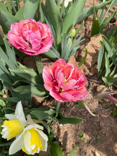 Tulip Bulbs-Rosé Mix (Pre-Order)