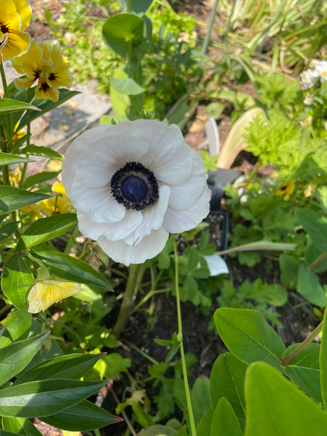 Carmel Black and White Anemone