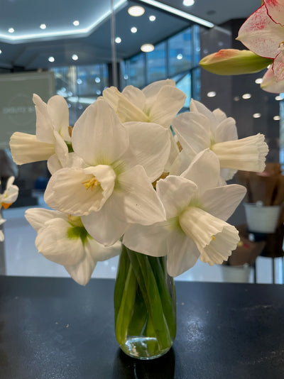 Daffodil Bulbs-The Happy Hour White Collection