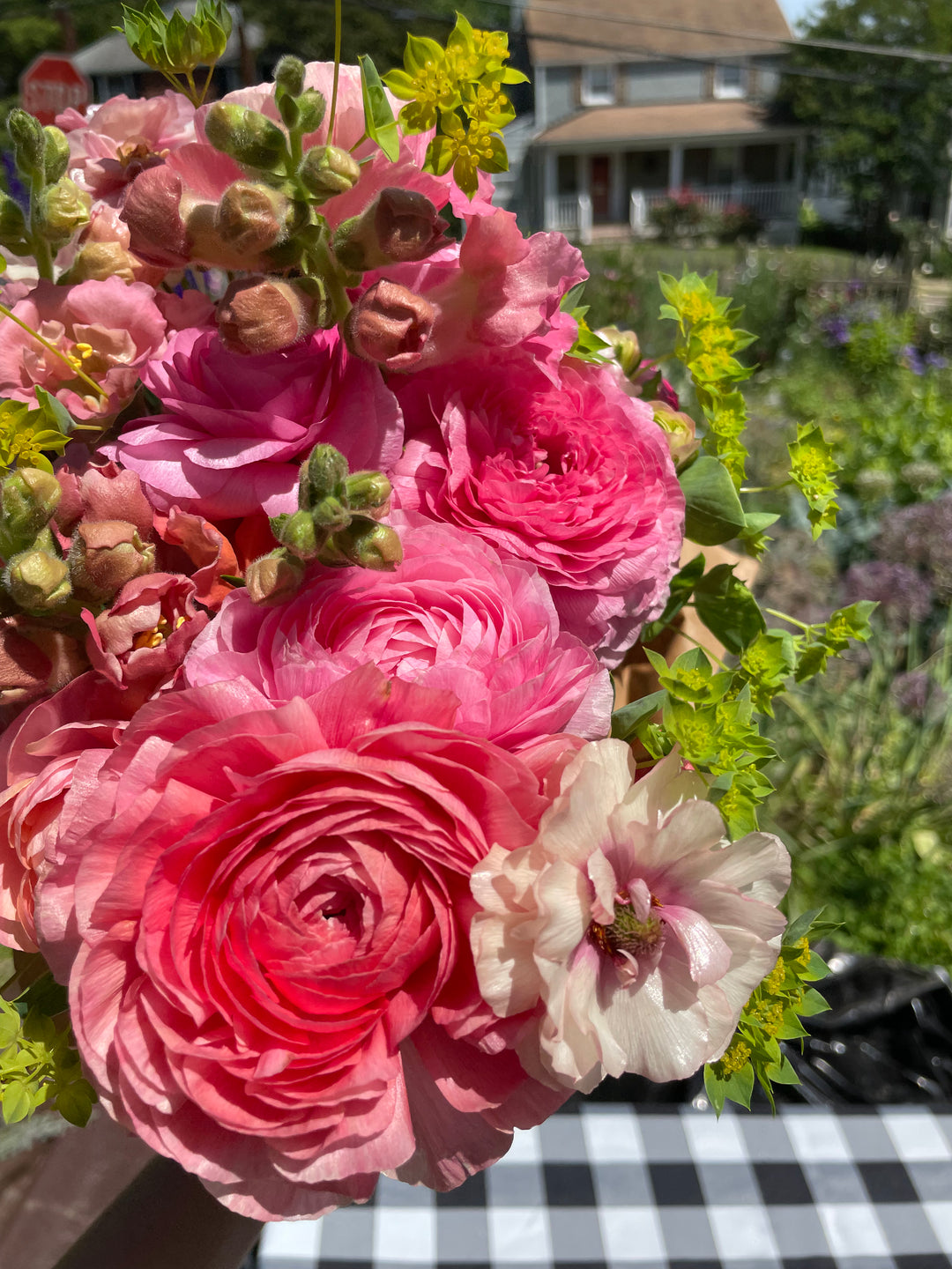 Hera Butterfly Ranunculus Pink