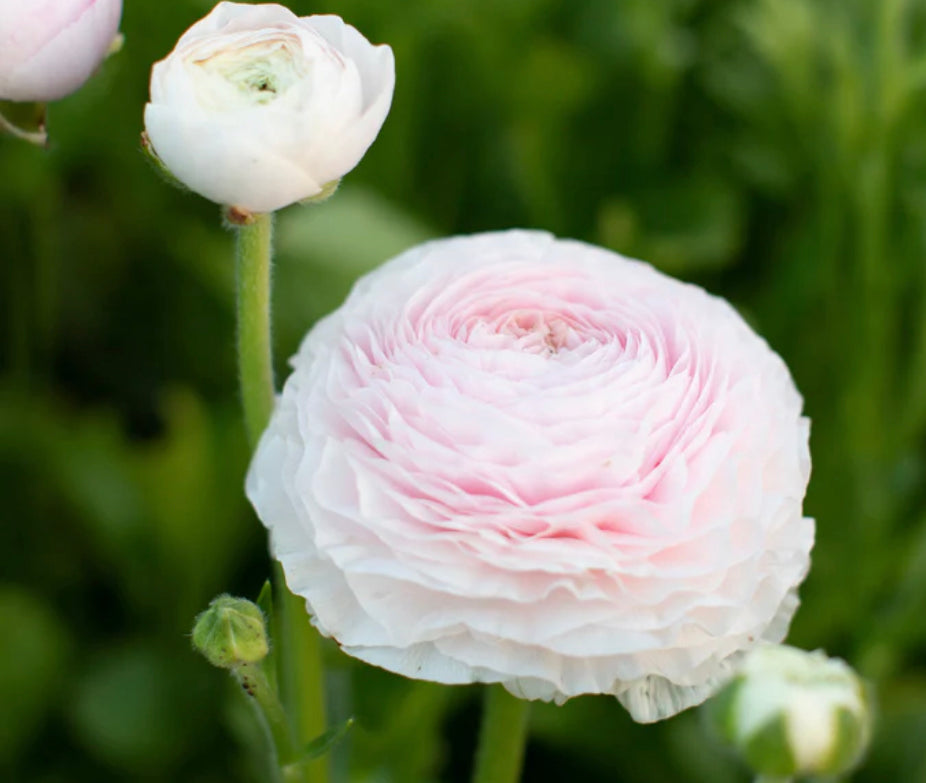 Amandine Ranunculus Chamallow - Spring Shipping Now – The Happy Hour ...