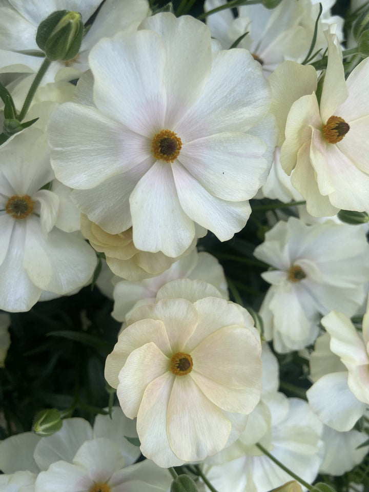 a bunch of white flowers that are in a vase