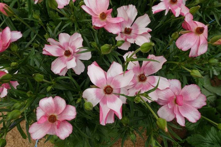 Lycia Butterfly Ranunculus