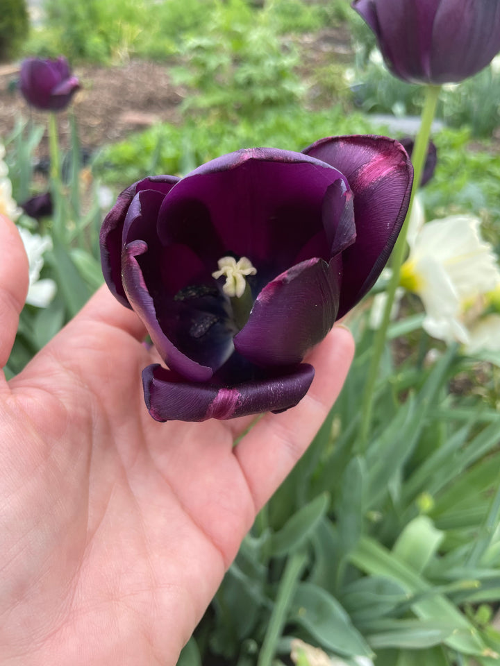 Tulip Bulbs-Dark and Stormy Mix (Pre-Order)