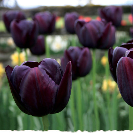 Tulip Bulbs-Dark and Stormy Mix (Pre-Order)