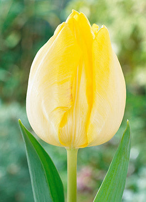 Tulip Bulbs-The Lemon Drop Mix(Pre-Order)