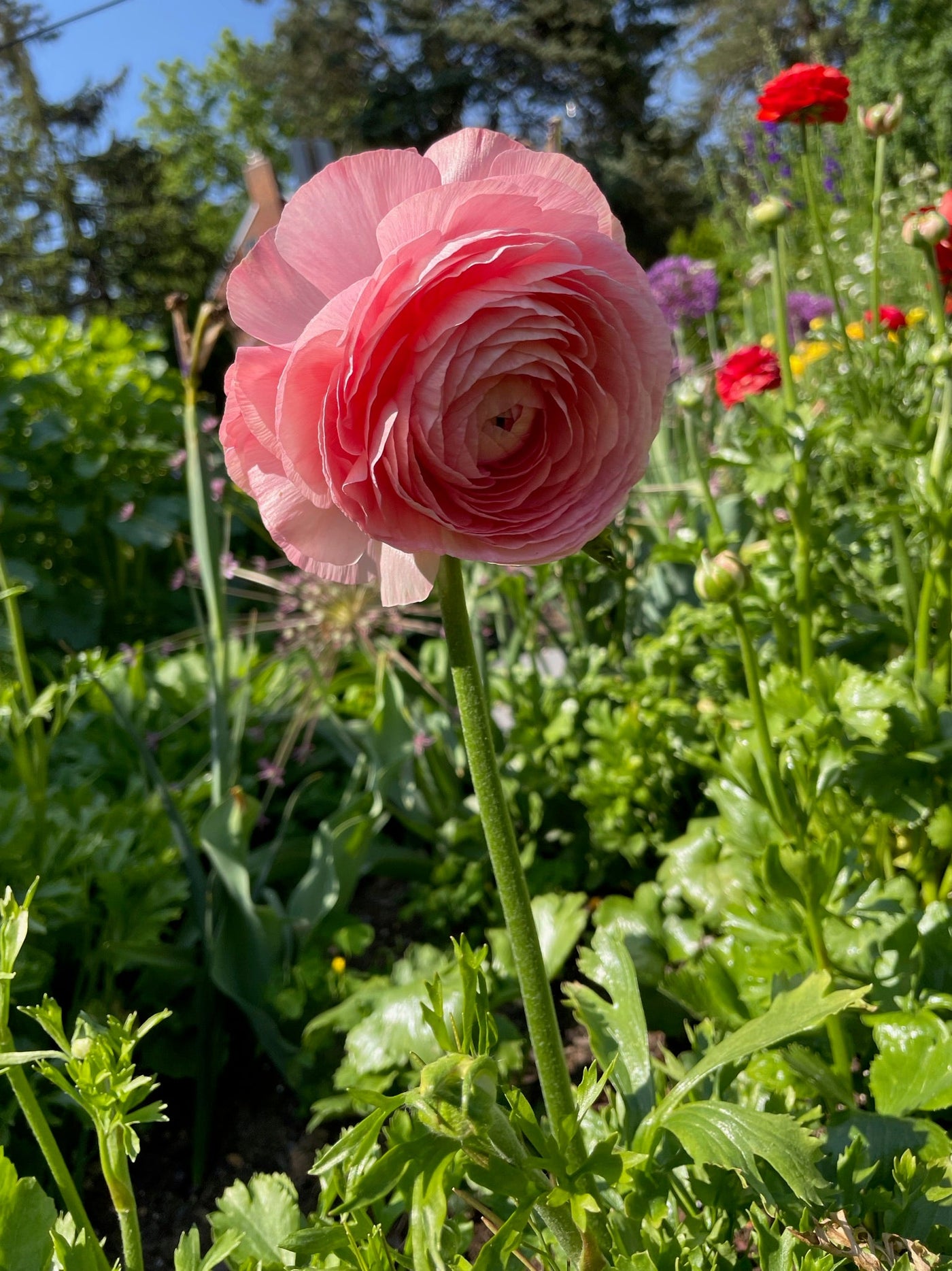 pink romance ranunculus