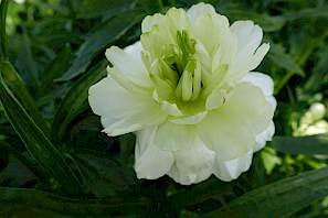 Ranunculus Butterfly Graces Corms
