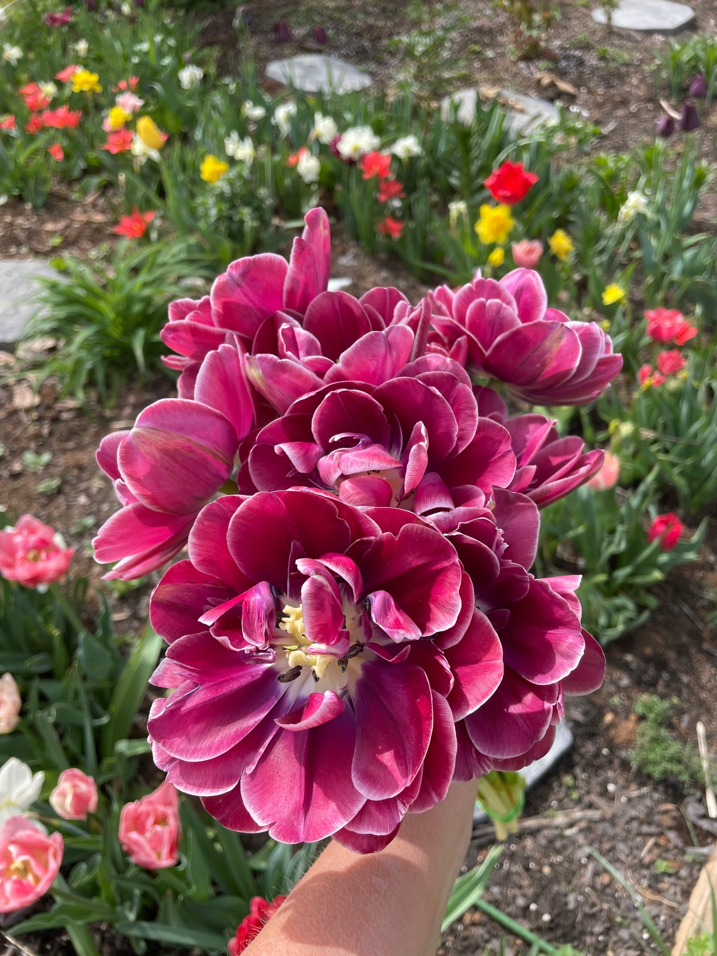 Tulip Bulbs-Rosé Mix (Pre-Order)