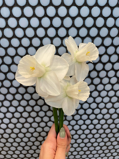 Daffodil Bulbs-The Happy Hour White Collection