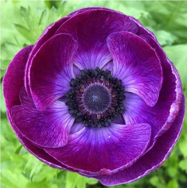 Anemone Grape Mistral Plus