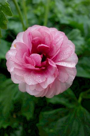 Hera Butterfly Ranunculus Pink