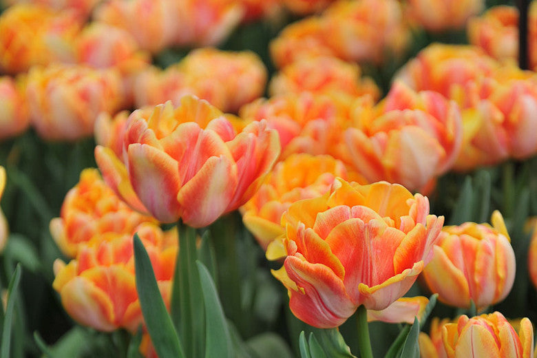 Tulip Bulbs-The Lemon Drop Mix(Pre-Order)