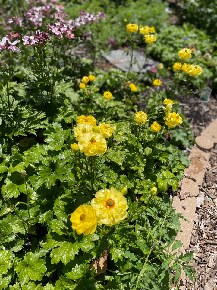 Phytalos Yellow Butterfly Ranunculus