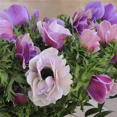 Anemone Rainbow Pastel Violet