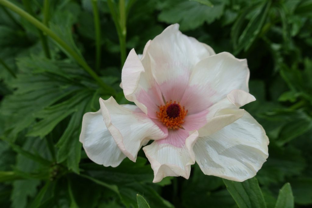 Ranunculus Butterfly Melissa Corms