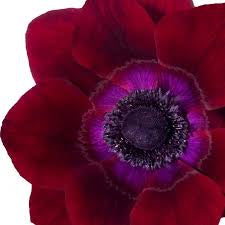 Bordeaux mistral plus anemone flower
