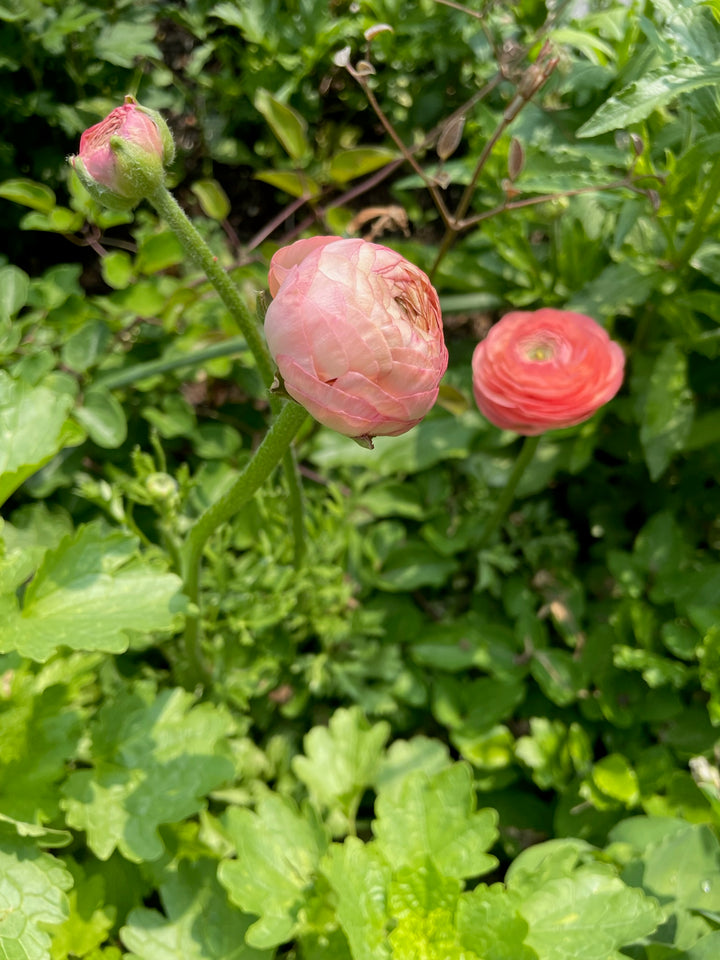 Nohant Romance Ranunculus