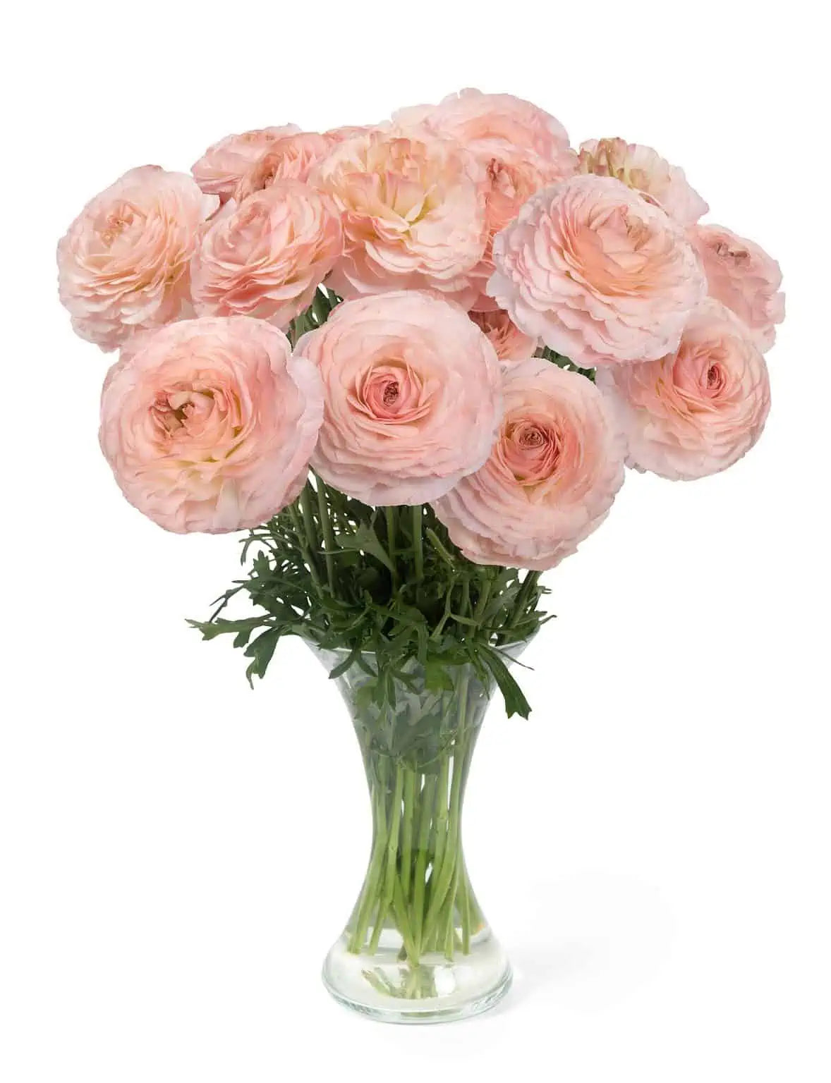 plage romance ranunculus