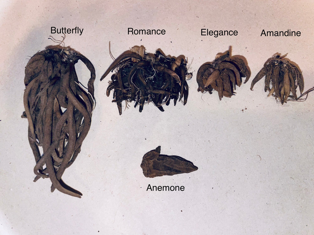 Close-up of corms labeled with various types, including amandine ranunculus, set against a neutral background to highlight their unique forms.