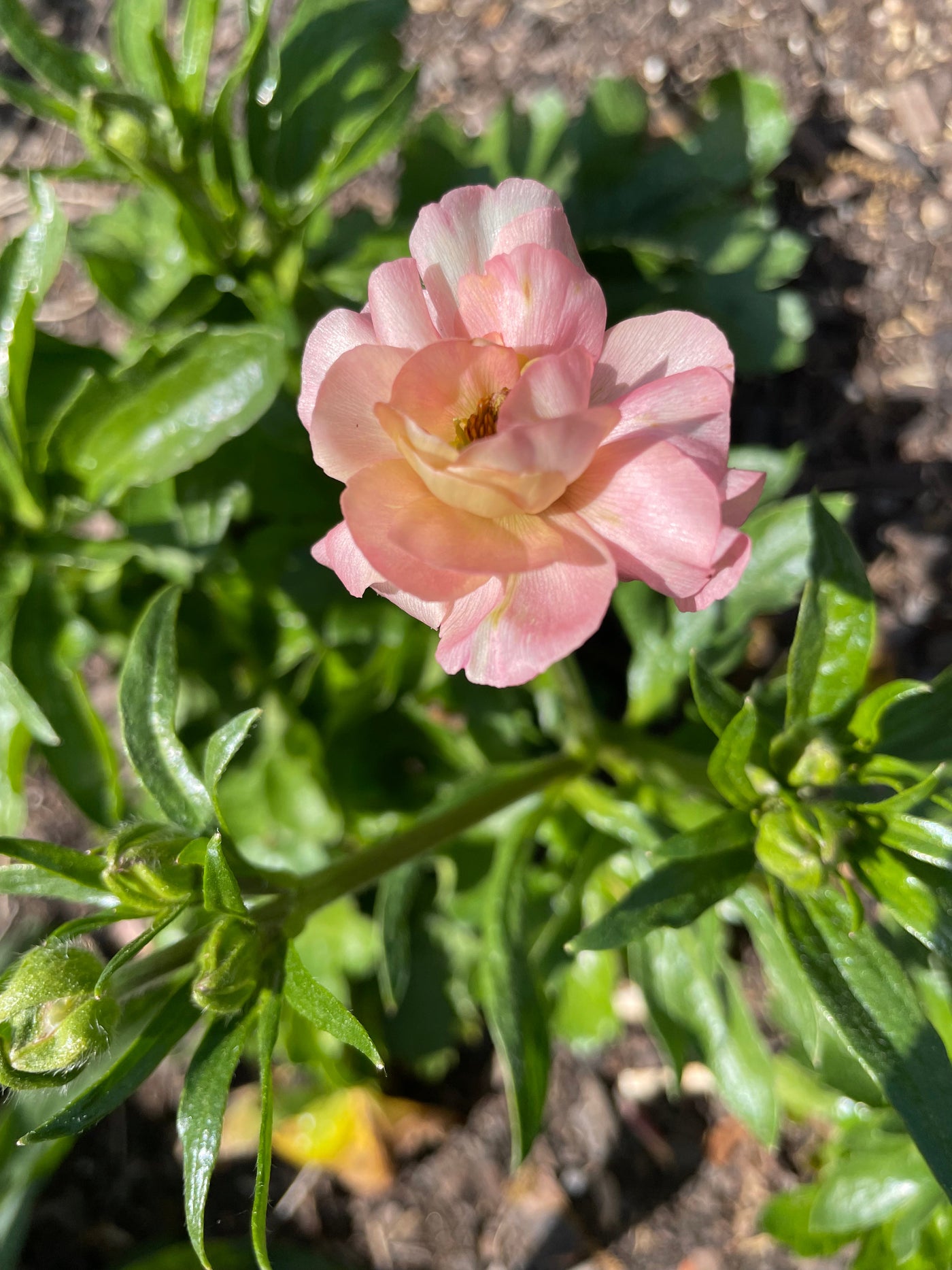 Single Ariadne Butterfly Ranunculus bloom still on the plant. Light Pink glossy petals that get warmer at the center.