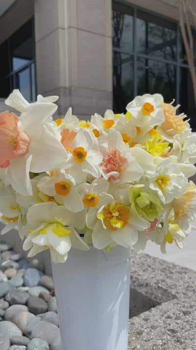 Pre Order Daffodil Bulbs-The Happy Hour Bouquet Collection