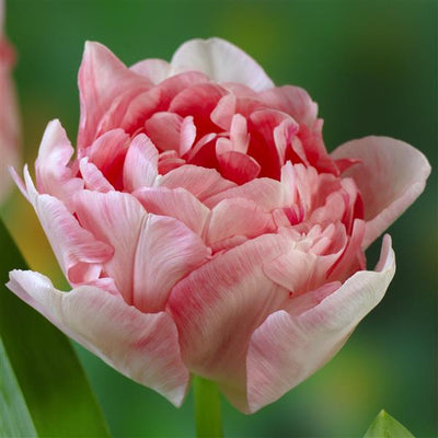 Tulip Bulbs-Rosé Mix (Pre-Order)