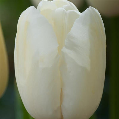 Tulip Bulbs-The Vesper Mix(Pre-Order)