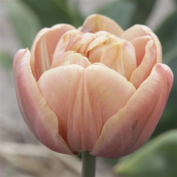 Tulip Bulbs(Pre-Order) La Belle Époque