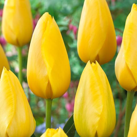 Tulip Bulbs-The Lemon Drop Mix(Pre-Order)