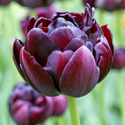 Tulip Bulbs-Dark and Stormy Mix (Pre-Order)