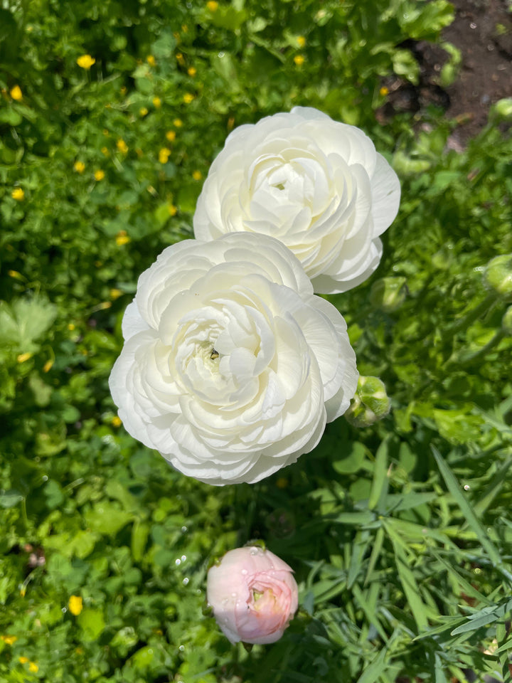 70s Ranunculus Romance Ranunculus Corms | White Blooms | Long Stems – The Happy Hour ...