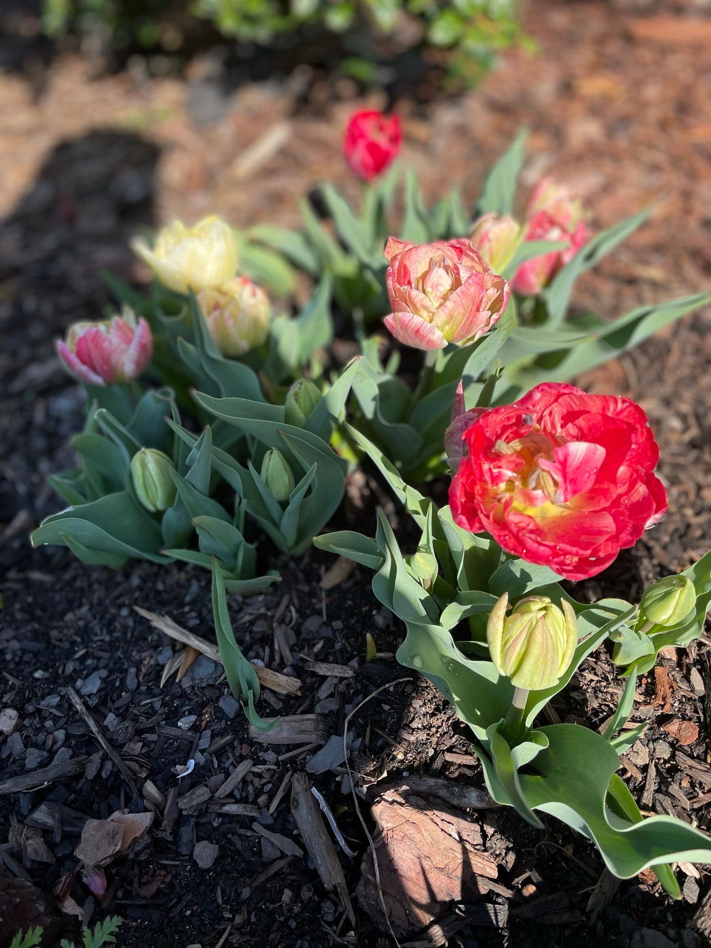 Tulip Bulbs- Pep Talk