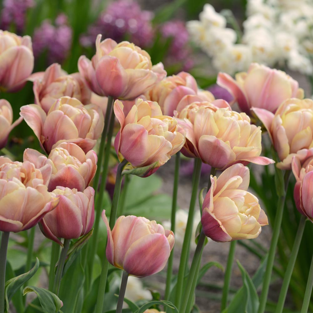 Tulip Bulbs(Pre-Order) La Belle Époque