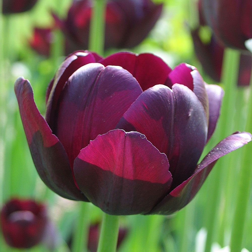 Tulip Bulbs-Dark and Stormy Mix (Pre-Order)