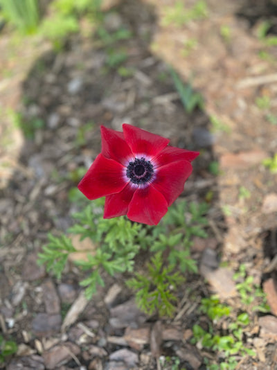 Anemone Galilee Red