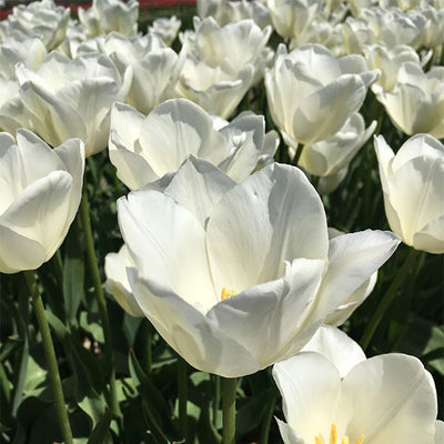 Tulip Bulbs-The Vesper Mix(Pre-Order)