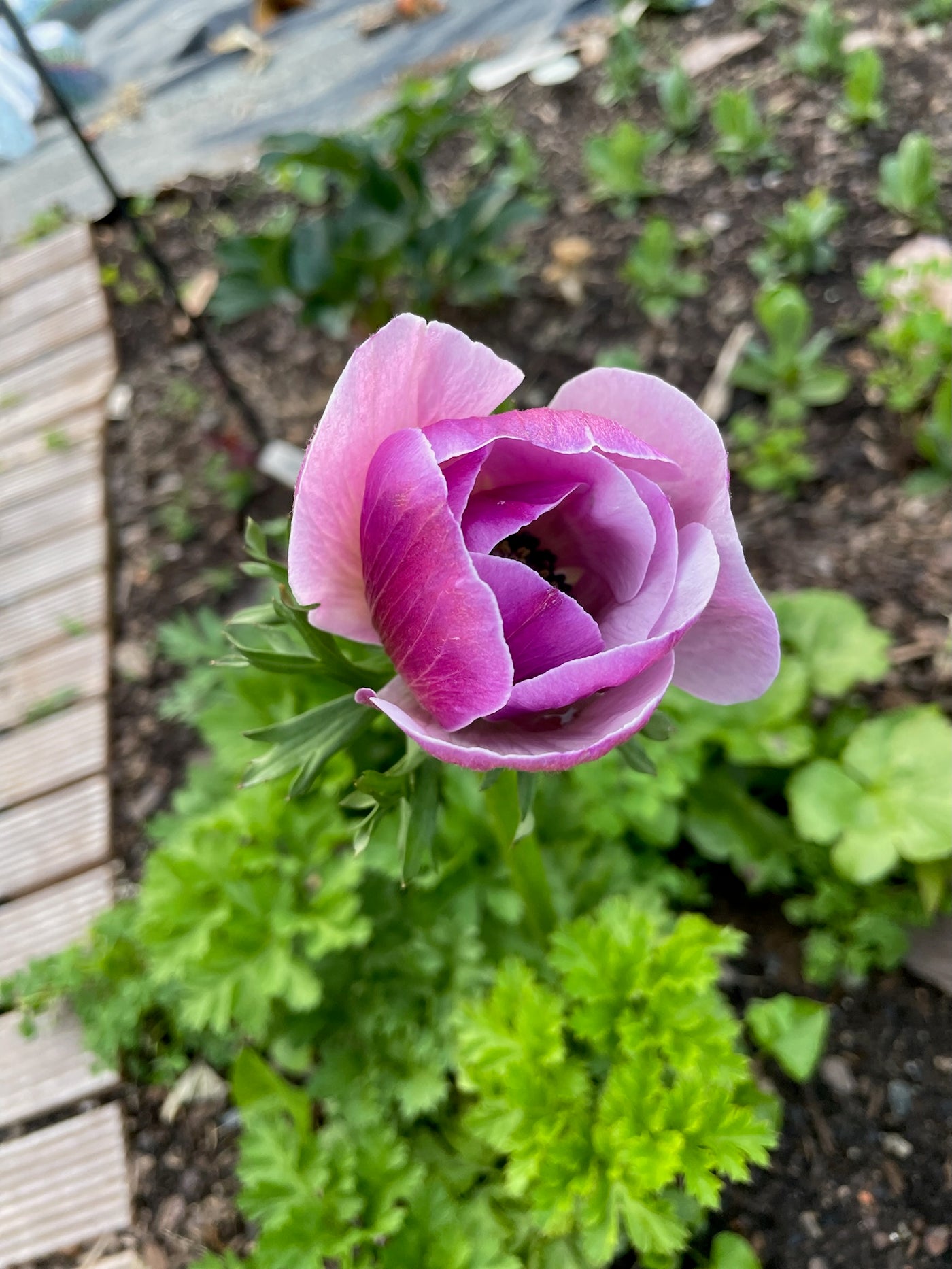 Anemone Rarity Mistral Plus