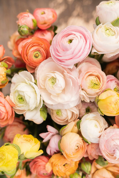 Ranunculus Elegance Pastello Mix