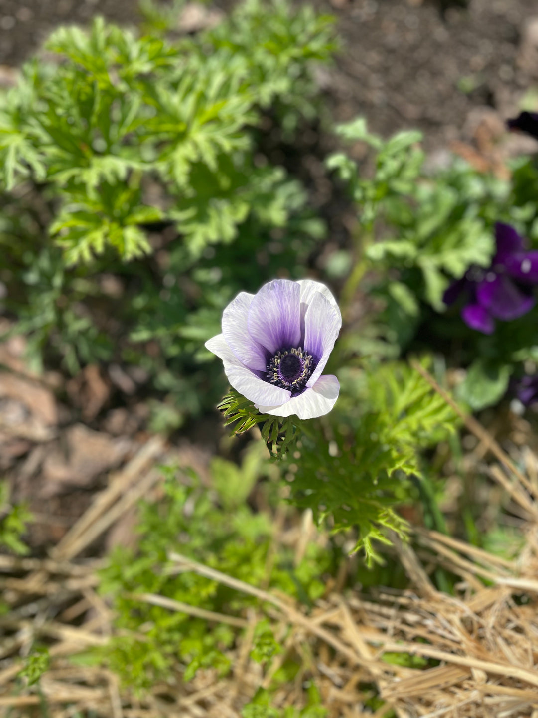 Single Azzurro Mistral Plus Anemone bloom in process of blooming. White edged petals with periwinkle mids fading to dark blue.