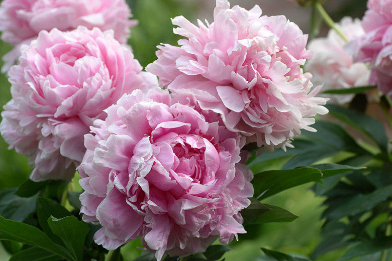 Peony Bare Root Sarah Bernhardt