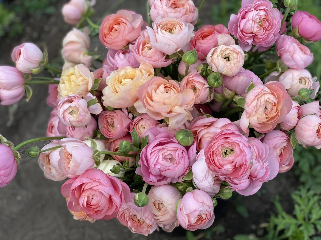 Ranunculus Elegance Pastello Mix