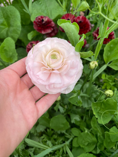 Ranunculus Success Cloni Pastello Rosa